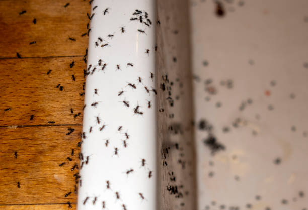 Best Best Pest Control Companies  in Swartz Creek, MI